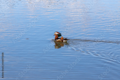Aix galericulata - Mandarin duck - floats on water and its color is reflected in the water.