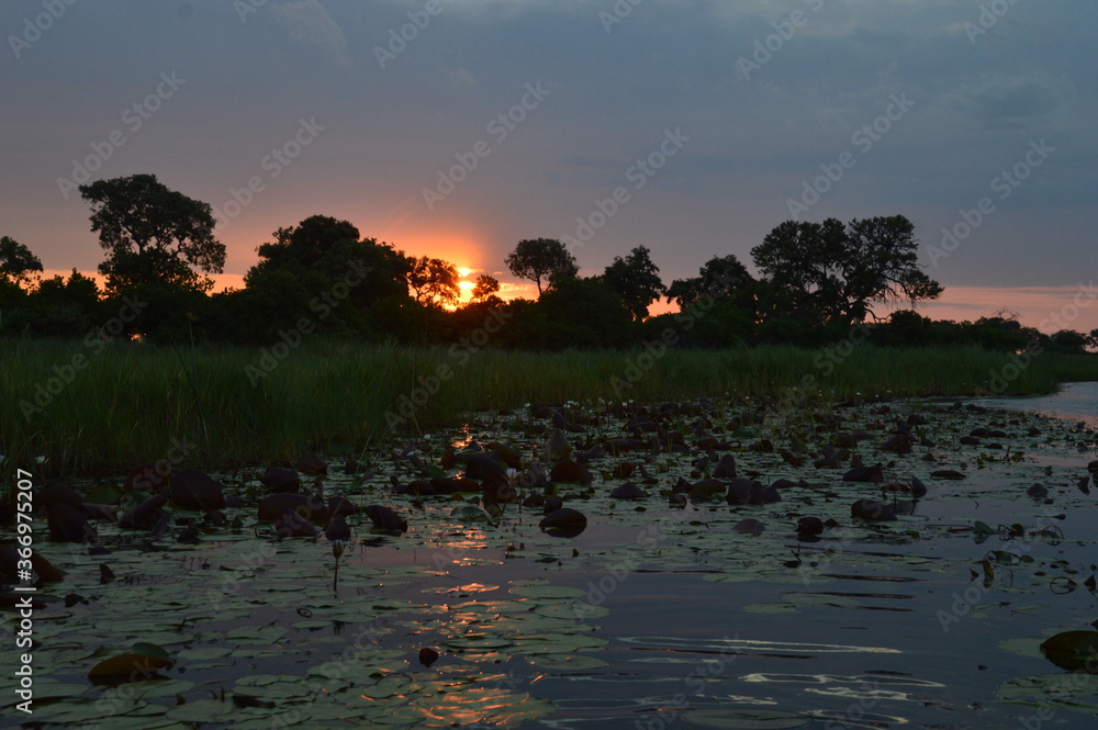 Naklejka premium African sunset over the Okavango Delta in Botswana