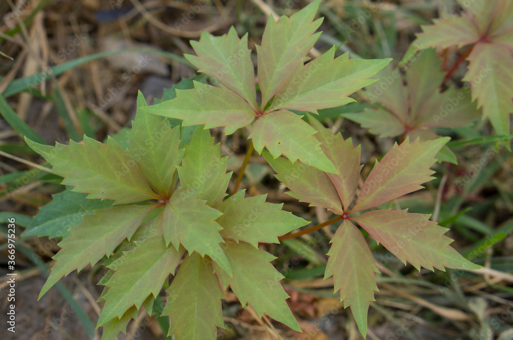 Beautiful texture of natural leaves.Wild grape leaf texture. Beautiful texture of natural leaves.Wild grape leaf texture.