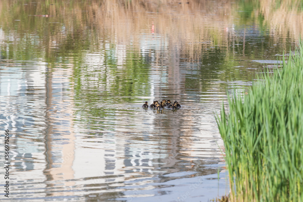 Little ducks swim on the surface of the pond in a group. Little ducks swim on the surface of the pond in a group.