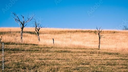 Scenery with trees struck by lightning on a hill