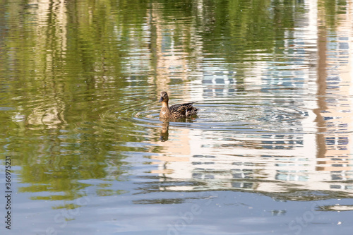 A female duck swims across the surface of a pond.