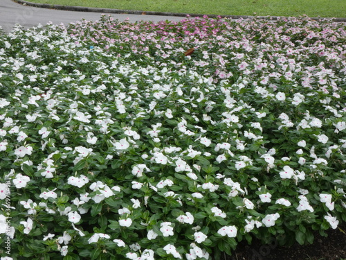 Purple and white flowers in the park