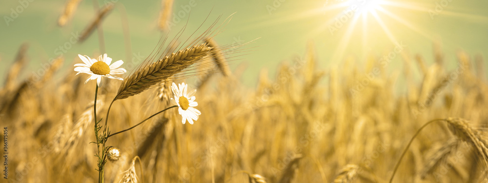 Agriculture background - Landscape of summer grain barley field and real camomile ( Matricaria chamomilla L. ) flower herb, under blue cloudy sky with sunshine in Germany - obrazy, fototapety, plakaty 