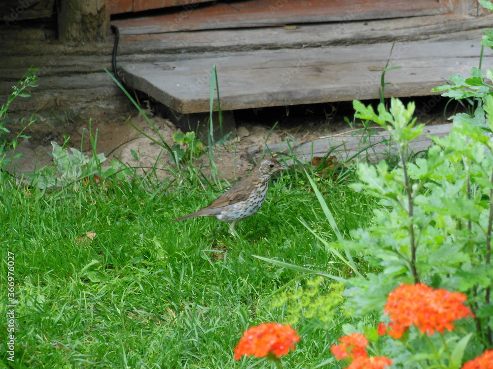 Obraz premium song thrush