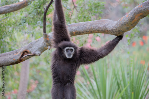 White-handed Gibbon (Hylobates lar) hanging on a tree photo