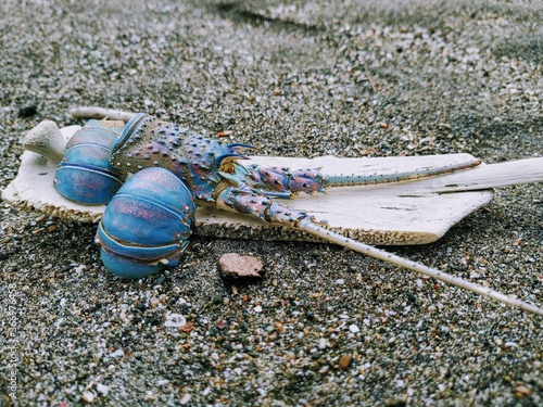 lobster on the beach