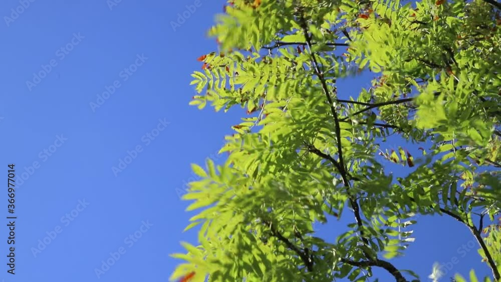 Green rowan branch against blue sky. Summer foliage background with copy space, Green rowan branch against blue sky. Summer foliage background with copy space,
