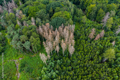 Waldsterben - Nadelhözer sterben aufgrund von Dürre und Klimawandel photo