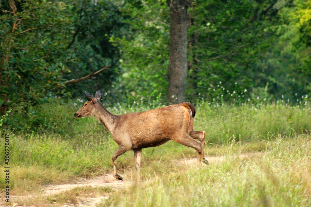 Chital or cheetal deer (Axis axis), also known as spotted deer or axis deer in the Bandhavgarh National Park, Madhya Pradesh, India. Chital or cheetal deer (Axis axis), also known as spotted deer or axis deer in the Bandhavgarh National Park, Madhya Pradesh, India.