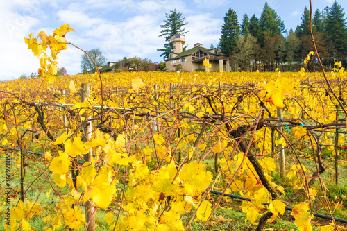 A vineyard in the hills south of Salem, Oregon