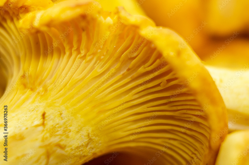 Yellow edible forest mushrooms. Agaricus cantharellus. Autumn food close-up macro photography Yellow edible forest mushrooms. Agaricus cantharellus. Autumn food close-up macro photography
