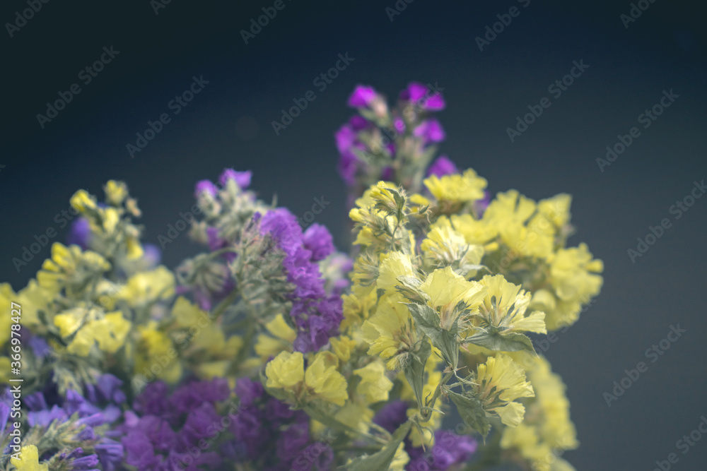 Bouquet of yellow and purple small flowers on a dark background. Bouquet of statice sea lavender Bouquet of yellow and purple small flowers on a dark background. Bouquet of statice sea lavender