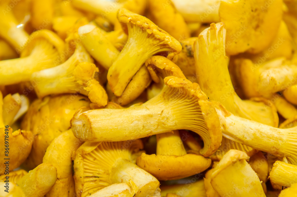 Yellow edible forest mushrooms. Agaricus cantharellus. Autumn food close-up macro photography Yellow edible forest mushrooms. Agaricus cantharellus. Autumn food close-up macro photography