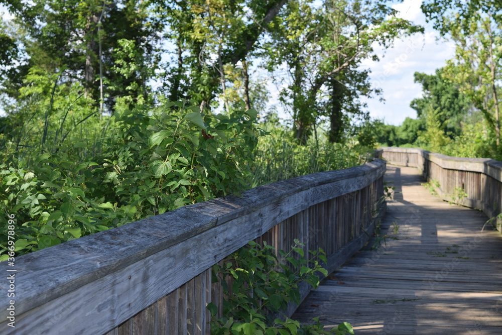 A path cutting through a marshland