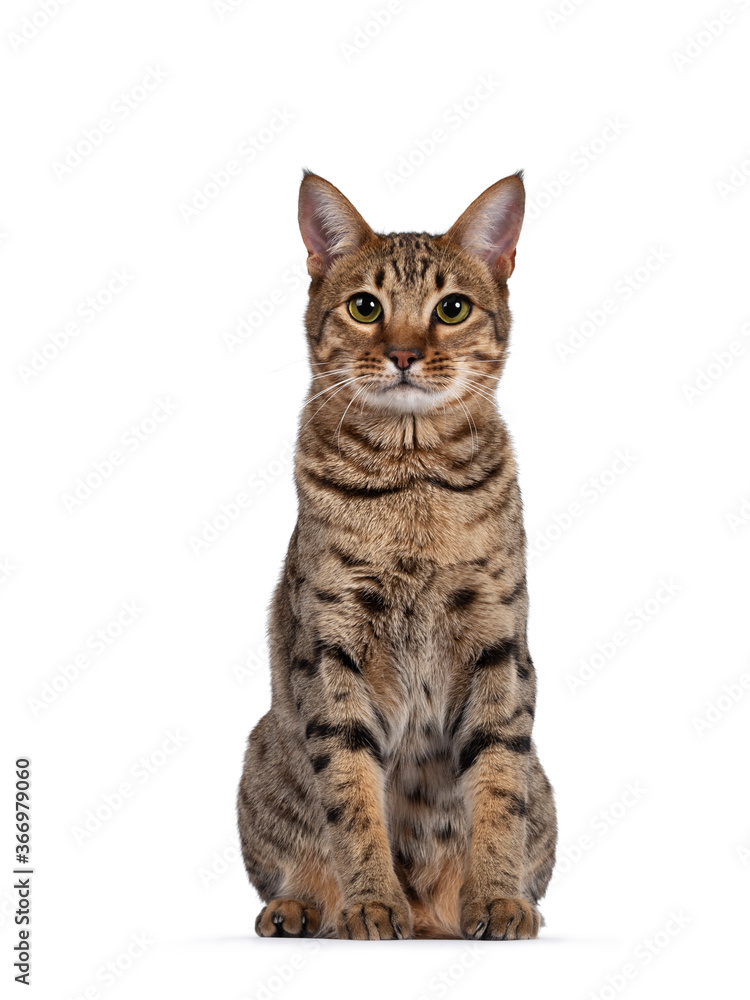 Beautiful golden brown spotted young adult cat, sitting facing front. Looking at camera with big eyes. Isolated on white background.
