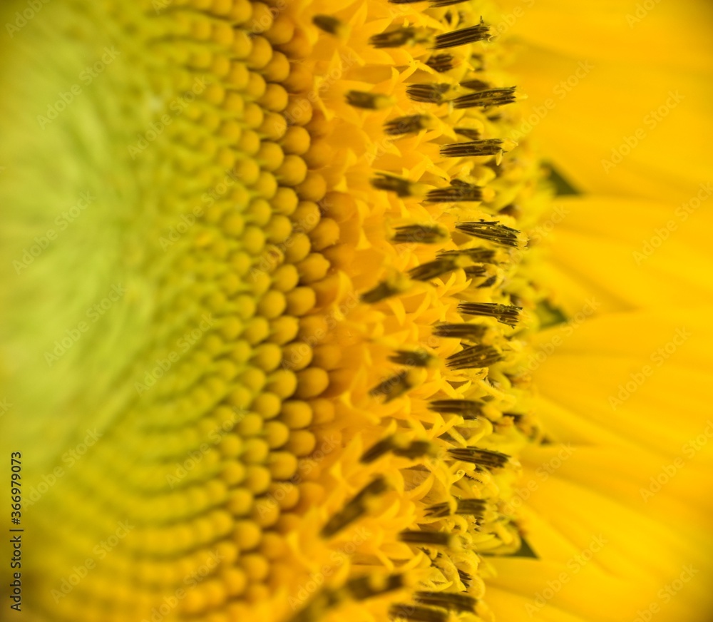 Formation of the first sunflower seeds in bloom. Macro photo. Formation of the first sunflower seeds in bloom. Macro photo.