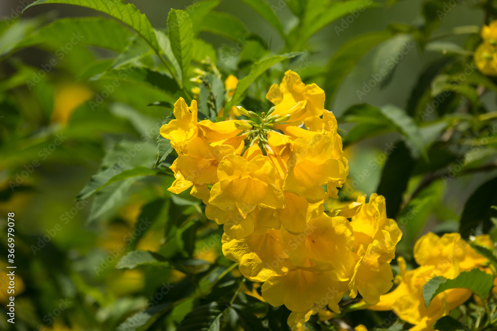 Fototapeta premium Close up of Yellow flower, Yellow elder