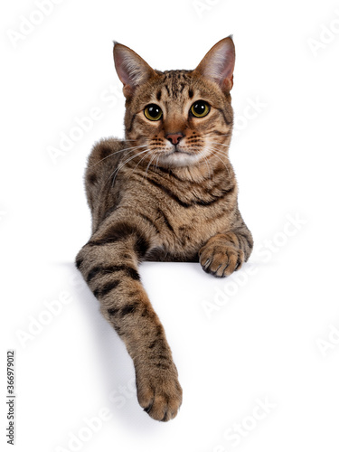 Beautiful golden brown spotted young adult cat, laying down facing front. Looking beside camera with big eyes. Isolated on white background. Paws hanging down from over edge.