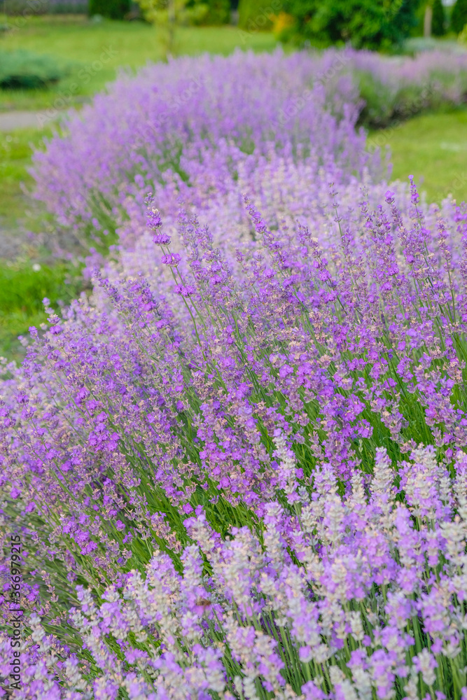 Lavender bushes of different varieties in full bloom in the home garden in Ukraine. Landscape design concept. Vertical image. Lavender bushes of different varieties in full bloom in the home garden in Ukraine. Landscape design concept. Vertical image.