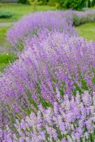 Lavender bushes of different varieties in full bloom in the home garden in Ukraine. Landscape design concept.  Vertical image. 