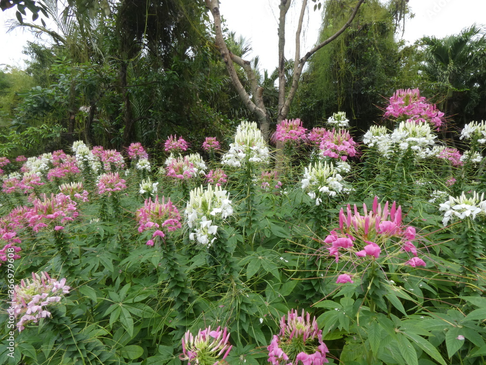 Obraz premium Purple and white flowers in the park