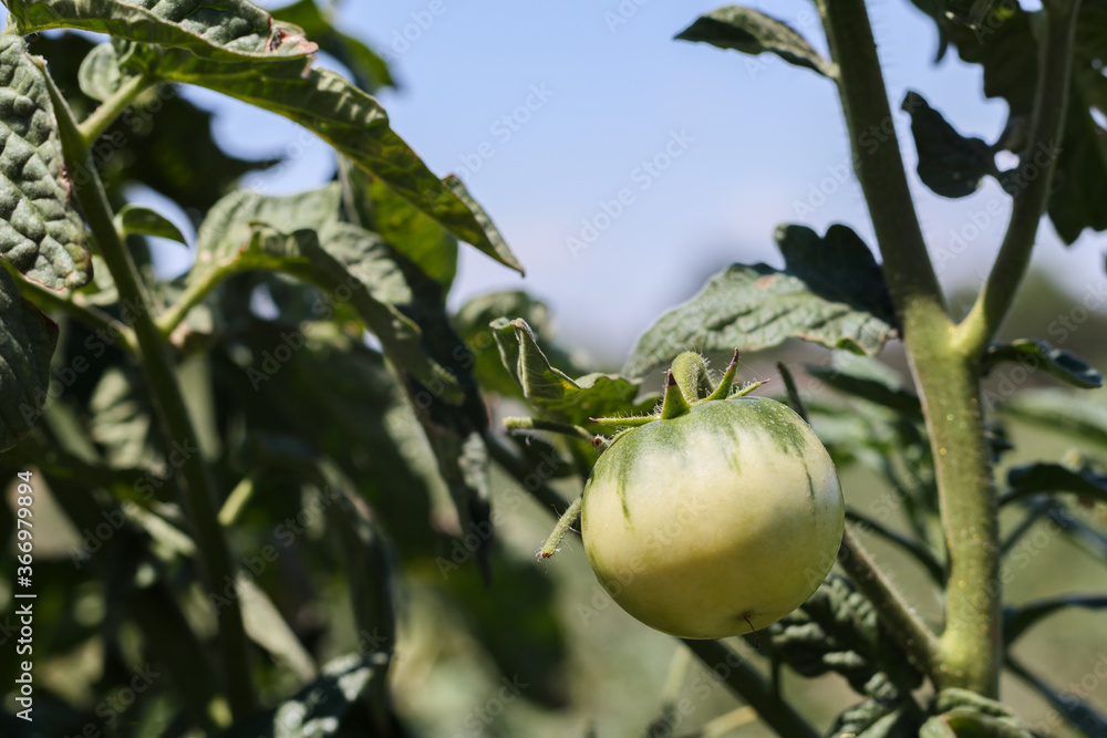Green tomatoes in the garden. Unripe tomato on the field. Green tomatoes in the garden. Unripe tomato on the field.