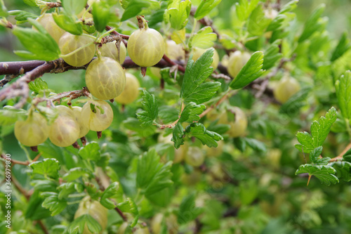 Bunch of ripe gooseberries on a branch. Fresh green gooseberries. Gooseberries background.