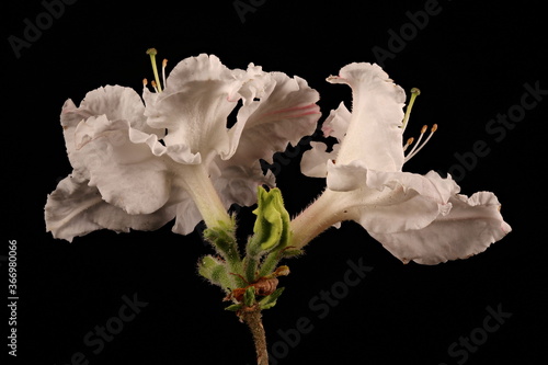 Hybrid Rhododendron (Rhododendron x hybridum, cv. 'Oxydon'). Inflorescence Closeup photo