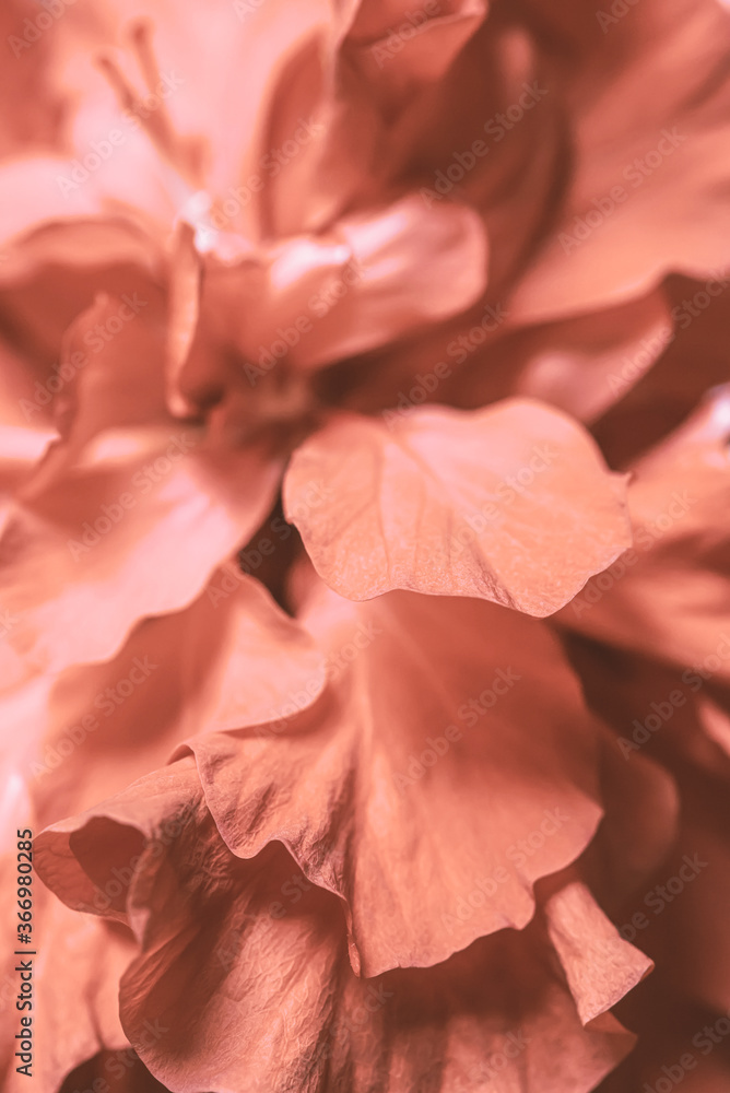 Macro background of red hibiscus rosa-sinensis petals