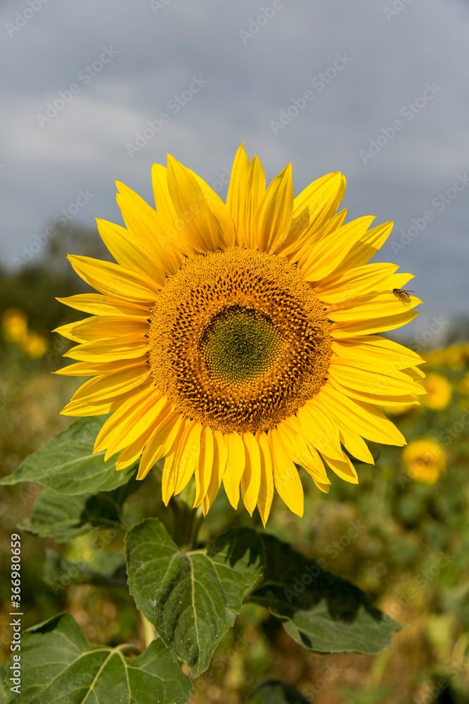 Fototapeta premium Sonnenblume, Editor space, hochkant