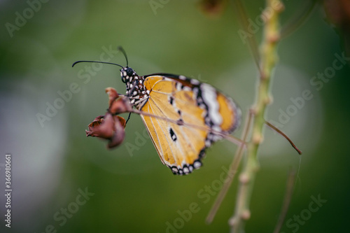 Butterfly Macro © Gautam