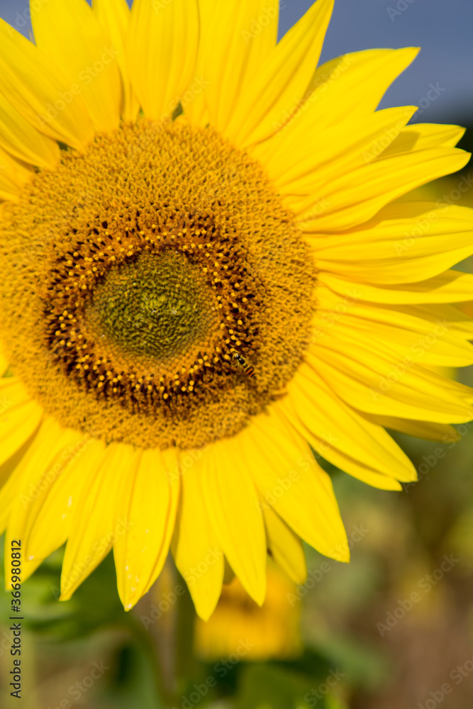 Sonnenblumen im Morgenlicht in Sachsen-Anhalt, Jerichower Land, Möser, Deutschland Sonnenblumen im Morgenlicht in Sachsen-Anhalt, Jerichower Land, Möser, Deutschland