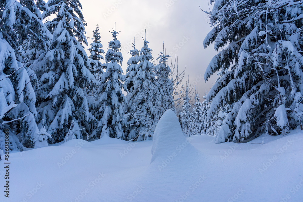 Fototapeta premium Frozen trees in deep snow. Tatra Mountains.