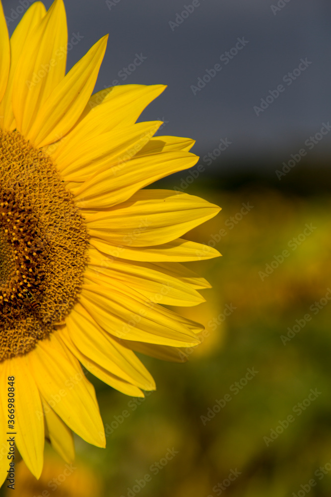 Sonnenblumen im Morgenlicht in Sachsen-Anhalt, Jerichower Land, Möser, Deutschland Sonnenblumen im Morgenlicht in Sachsen-Anhalt, Jerichower Land, Möser, Deutschland
