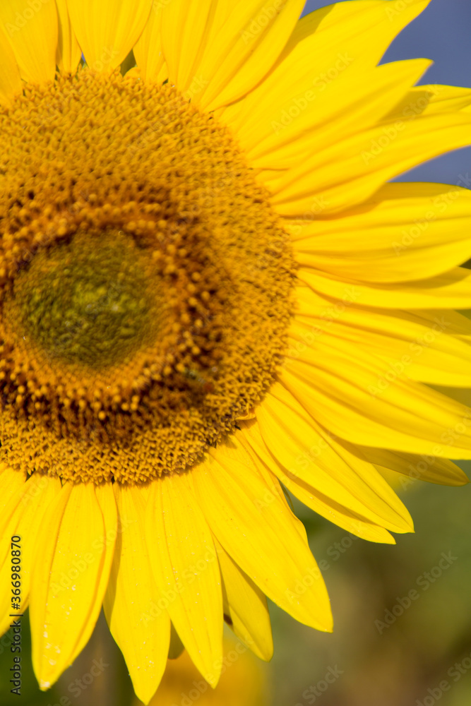 Obraz premium Sonnenblumen im Morgenlicht in Sachsen-Anhalt, Jerichower Land, Möser, Deutschland