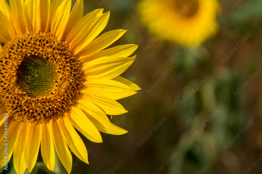 Sonnenblumen im Morgenlicht in Sachsen-Anhalt, Jerichower Land, Möser, Deutschland Sonnenblumen im Morgenlicht in Sachsen-Anhalt, Jerichower Land, Möser, Deutschland