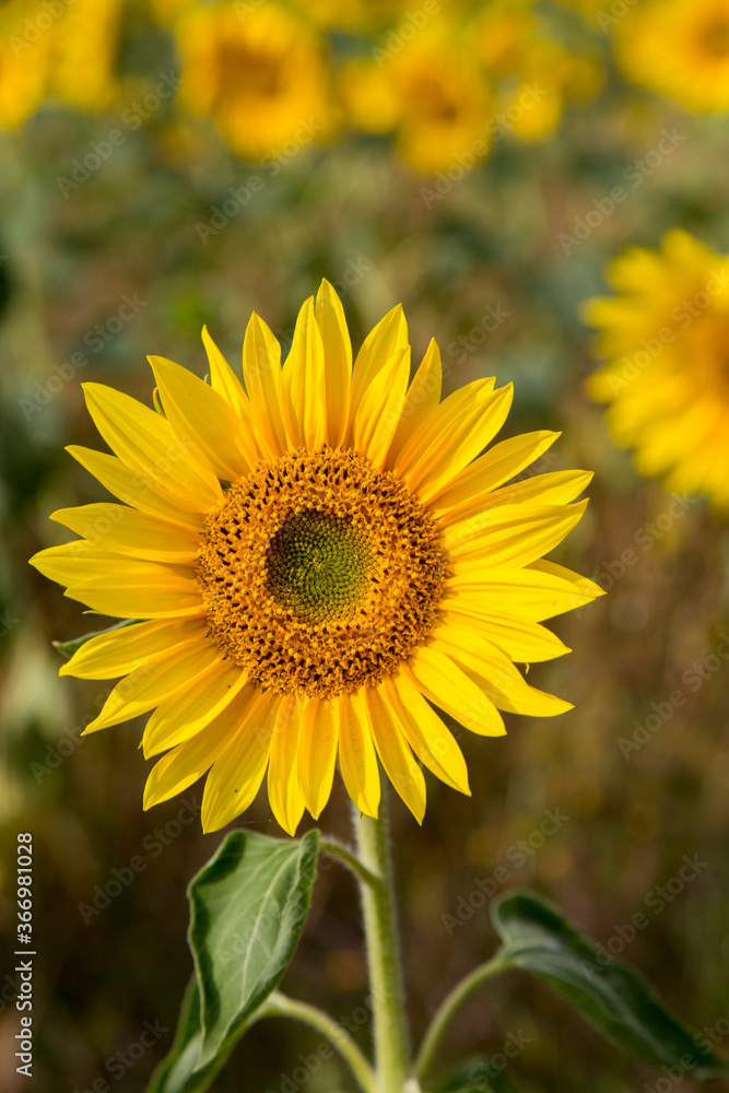 Sonnenblumen im Morgenlicht in Sachsen-Anhalt, Jerichower Land, Möser, Deutschland Sonnenblumen im Morgenlicht in Sachsen-Anhalt, Jerichower Land, Möser, Deutschland