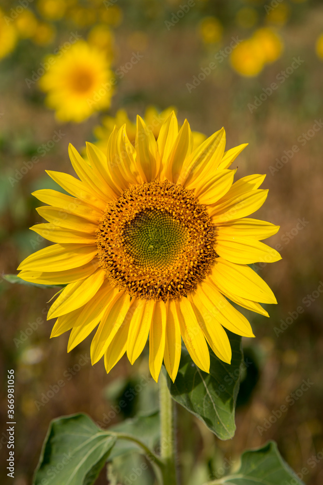 Fototapeta premium Sonnenblumen im Morgenlicht in Sachsen-Anhalt, Jerichower Land, Möser, Deutschland