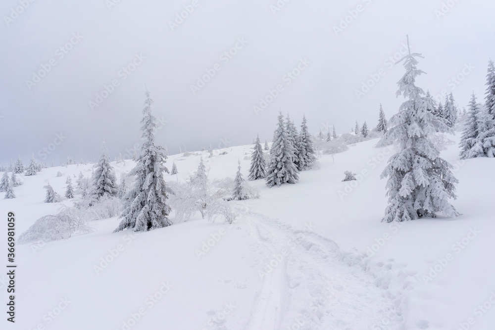 Frozen trees in deep snow. Tatra Mountains.