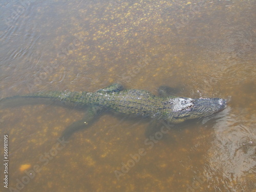 Alligator Underwater