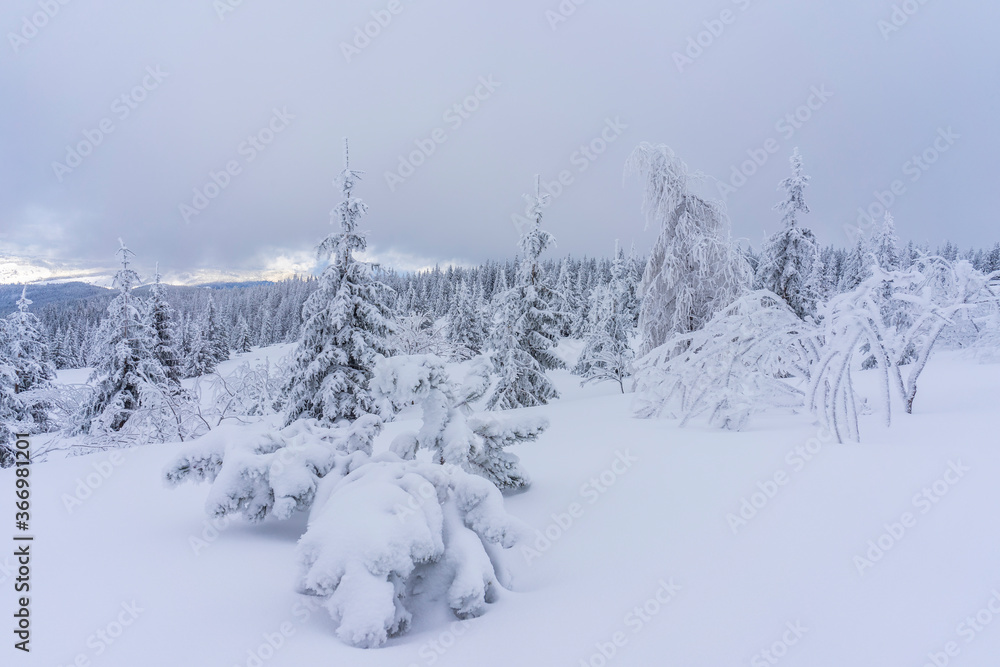 Frozen trees in deep snow. Tatra Mountains. Frozen trees in deep snow. Tatra Mountains.