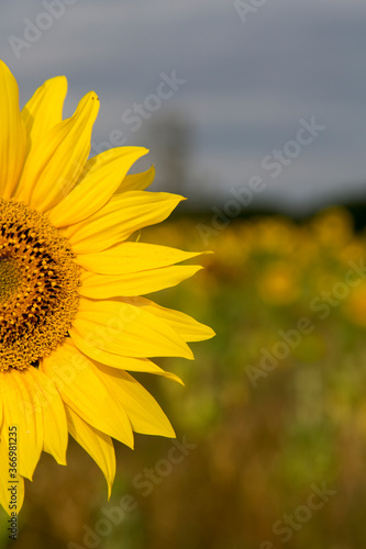 Sonnenblumen im Morgenlicht in Sachsen-Anhalt  Jerichower Land  M  ser  Deutschland