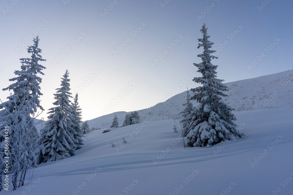 Frozen trees in deep snow. Tatra Mountains.