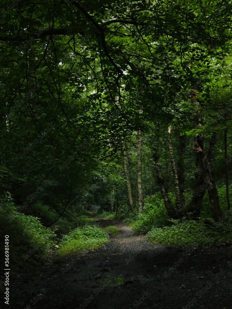 footpath in the woods footpath in the woods