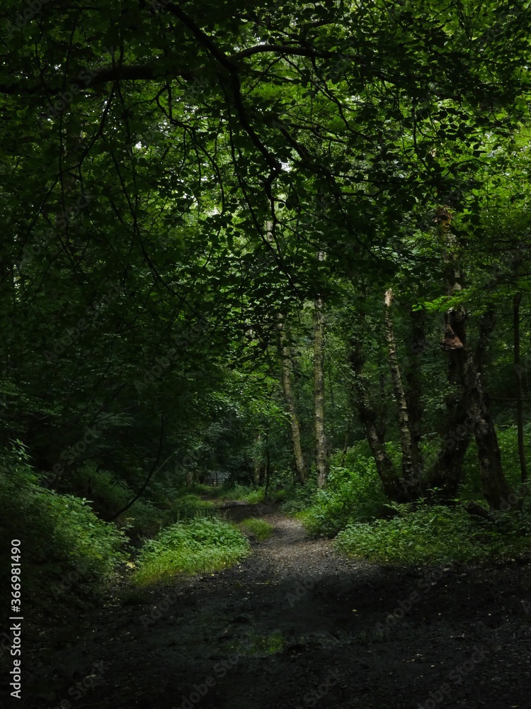 footpath in the woods