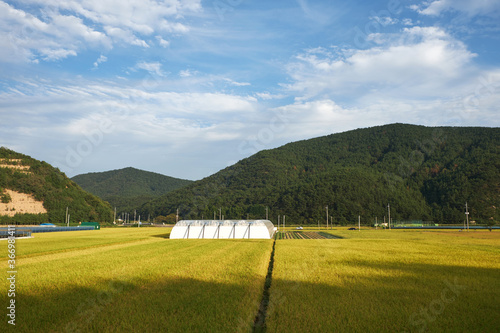 Rice paddy in Geoje-si, South Korea.
 photo