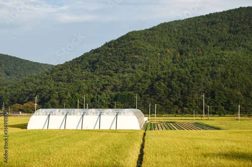 Rice paddy in Geoje-si, South Korea. 