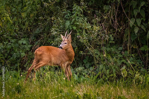 A european roebuck watches the surroundings while grazing in a clearing