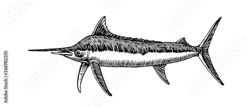 atlantic blue marlin, commercial fish, delicious seafood, engraving, sketch, vector illustration with black ink lines isolated on a white background in a hand drawn style